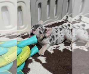 French Bulldog Puppy for sale in NORTH PORT, FL, USA