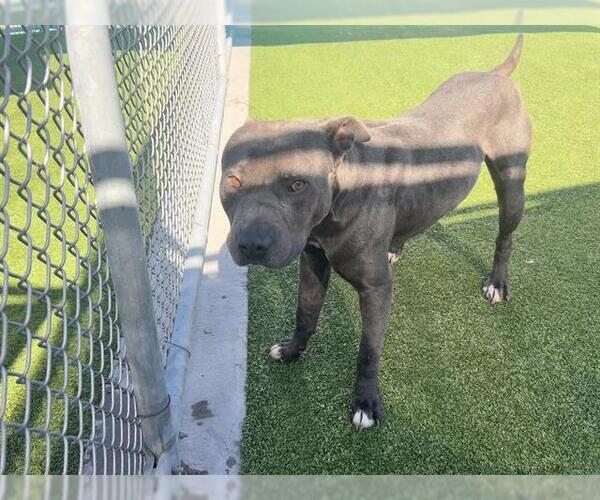 Medium Photo #2 American Staffordshire Terrier-Unknown Mix Puppy For Sale in Grand Prairie, TX, USA