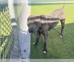 Small #1 American Staffordshire Terrier Mix