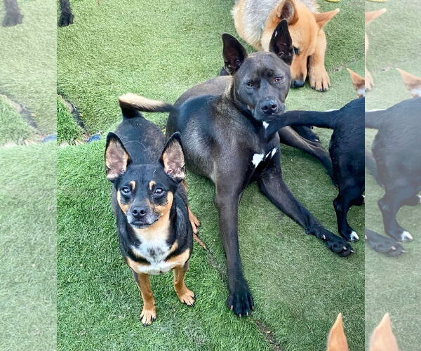 Medium Photo #4 Miniature Pinscher Puppy For Sale in Newport Beach, CA, USA