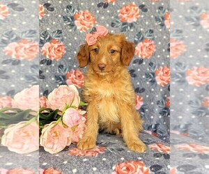 Aussiedoodle Miniature Puppy for sale in NOTTINGHAM, PA, USA