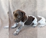 Puppy Puppy 4 German Shorthaired Pointer