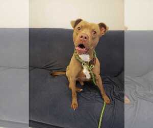 Bullboxer Pit Dogs for adoption in Mt. Gilead, OH, USA