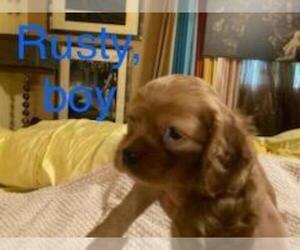Cocker Spaniel Puppy for sale in COLUMBIA, SC, USA