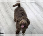 RUSHER - Male Mutt Dog for Adoption - Small photo