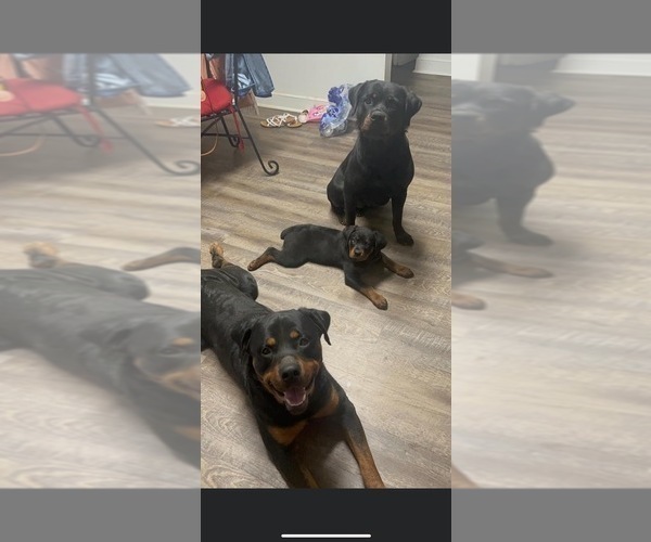 Full screen Photo #1 Rottweiler Puppy For Sale in GLEN ALLEN, VA, USA
