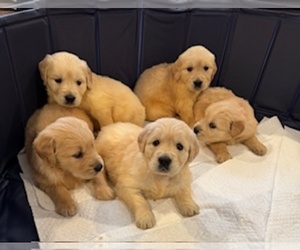 Golden Retriever Puppy for sale in WALPOLE, MA, USA