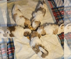 Havashu Puppy for sale in NEW SALISBURY, IN, USA