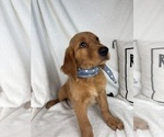 Small #1 Golden Retriever