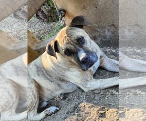 American Bandogge mastiff Dogs for adoption in Redding, CA, USA