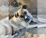 Small American Bandogge mastiff