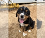 Small Photo #2 Bernese Mountain Dog Puppy For Sale in PARAGON, IN, USA