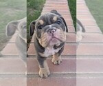 Puppy Lucky English Bulldog
