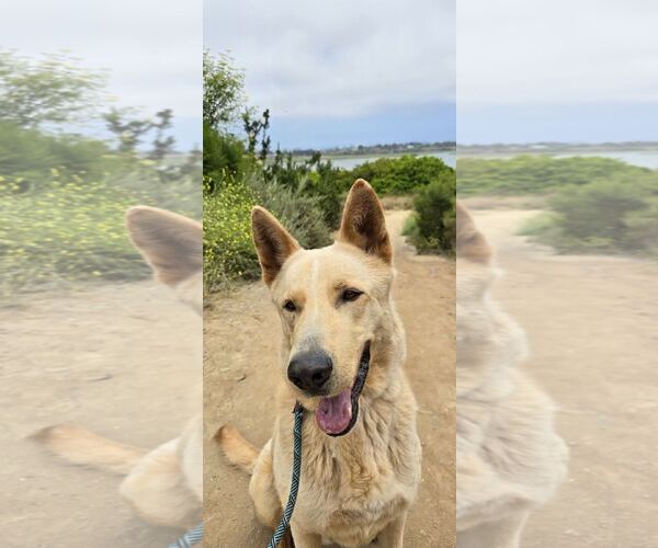 Medium Photo #1 Mutt Puppy For Sale in Newport Beach, CA, USA