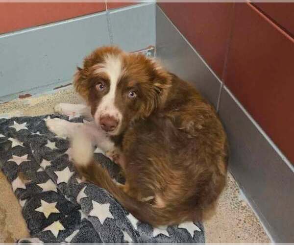 Medium Photo #2 Australian Shepherd-Unknown Mix Puppy For Sale in Lakewood, CO, USA