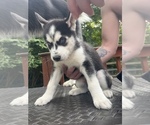 Small Photo #8 Siberian Husky Puppy For Sale in BATAVIA, OH, USA