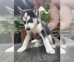 Small #7 Siberian Husky