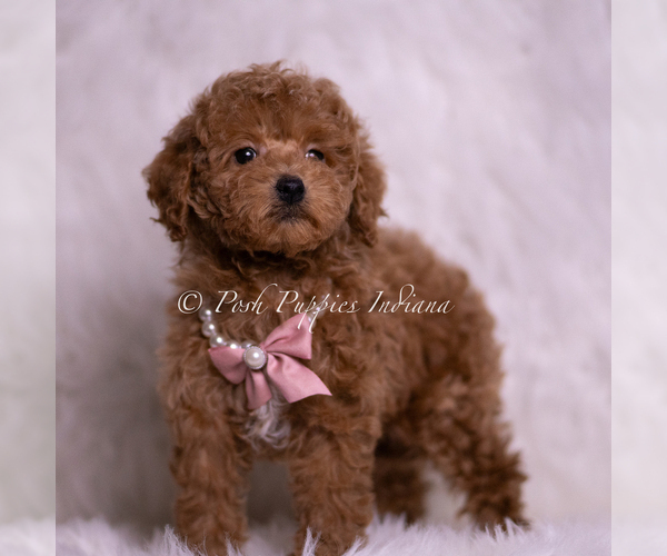 Medium Photo #7 Maltipoo (Miniature) Puppy For Sale in WARSAW, IN, USA