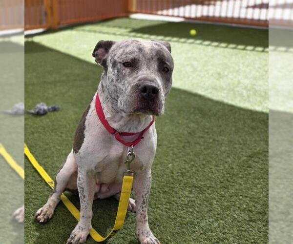 Medium Photo #2 Mutt Puppy For Sale in Las Vegas, NV, USA