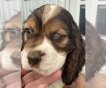 Small #2 Cocker Spaniel