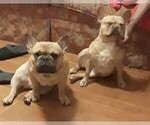Small Photo #1 French Bulldog Puppy For Sale in N CHESTERFLD, VA, USA