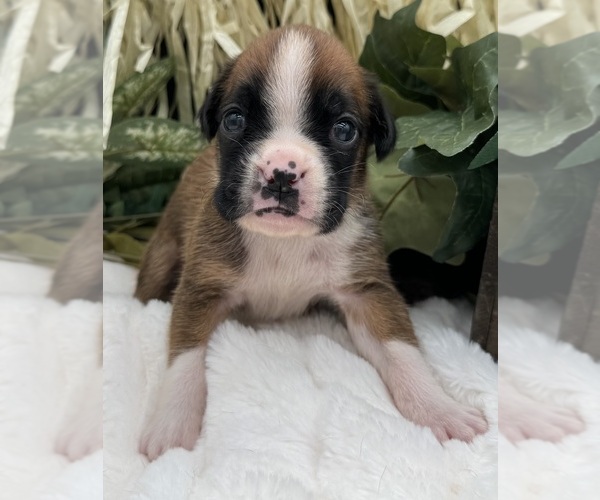 Medium Photo #8 Boxer Puppy For Sale in PAWNEE CITY, NE, USA