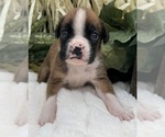 Small #7 Boxer