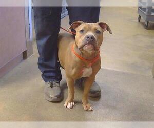 Mutt Dogs for adoption in Sacramento, CA, USA