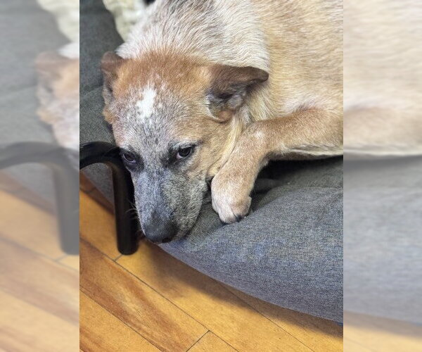 Medium Photo #29 Mutt Puppy For Sale in Sebec, ME, USA