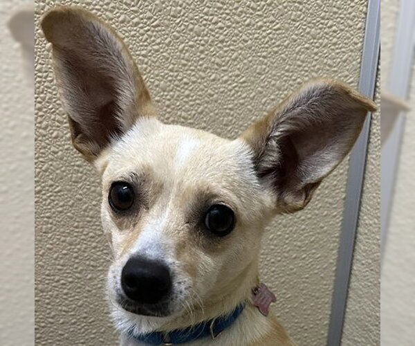 Medium Photo #1 Mutt Puppy For Sale in Pleasanton, CA, USA