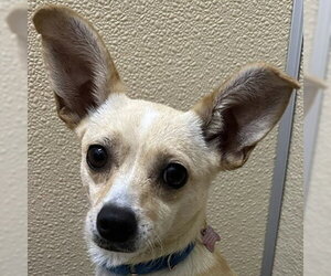 Mutt Dogs for adoption in Pleasanton, CA, USA