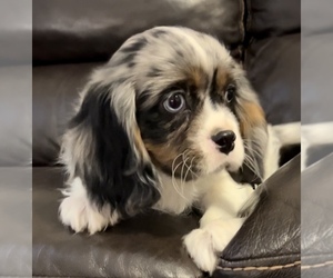 Cavalier King Charles Spaniel Puppy for sale in NILES, MI, USA