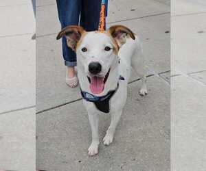 James - Male Mutt Dog for Adoption - Photo #17