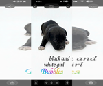 Small #7 American Staffordshire Terrier Mix