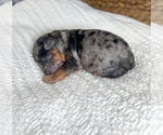 Puppy Juliet Bernedoodle (Miniature)