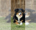 Small #3 Australian Shepherd