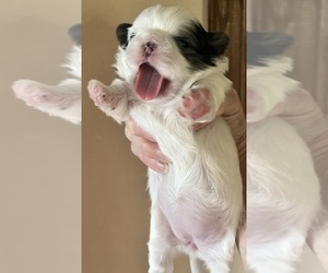 Shih Tzu Puppy for sale in SPG VALLEY LK, CA, USA