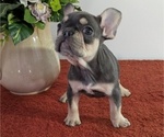 Small Photo #8 French Bulldog Puppy For Sale in GOSHEN, IN, USA