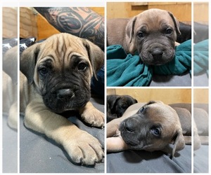 Cane Corso Puppy for sale in RAMONA, CA, USA