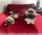 Small #3 Shih Tzu