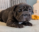 Small Photo #15 French Bulldog Puppy For Sale in GOSHEN, IN, USA