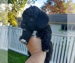 Small Photo #2 Havanese Puppy For Sale in VILLA PARK, IL, USA