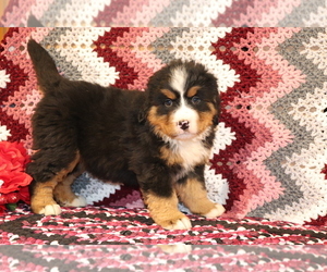 Bernese Mountain Dog Puppy for sale in SHILOH, OH, USA