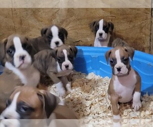 Boxer Puppy for sale in STAFFORD SPRINGS, CT, USA