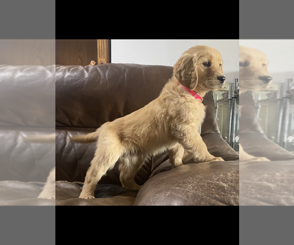 Medium Photo #1 Golden Retriever Puppy For Sale in CRANSTON, RI, USA