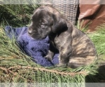 Small Photo #3 Mastiff Puppy For Sale in BRANTLEY, AL, USA