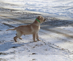 Small Photo #3 Golden Labrador Puppy For Sale in SHILOH, OH, USA