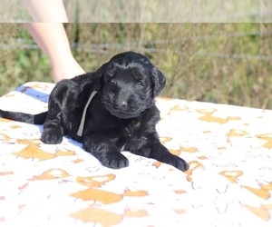 Goldendoodle Puppy for sale in UNION CITY, TN, USA