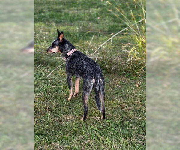 Medium Photo #2 Mutt Puppy For Sale in Garden City, NY, USA