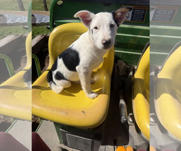 Medium Photo #4 Mutt Puppy For Sale in Garden City, NY, USA